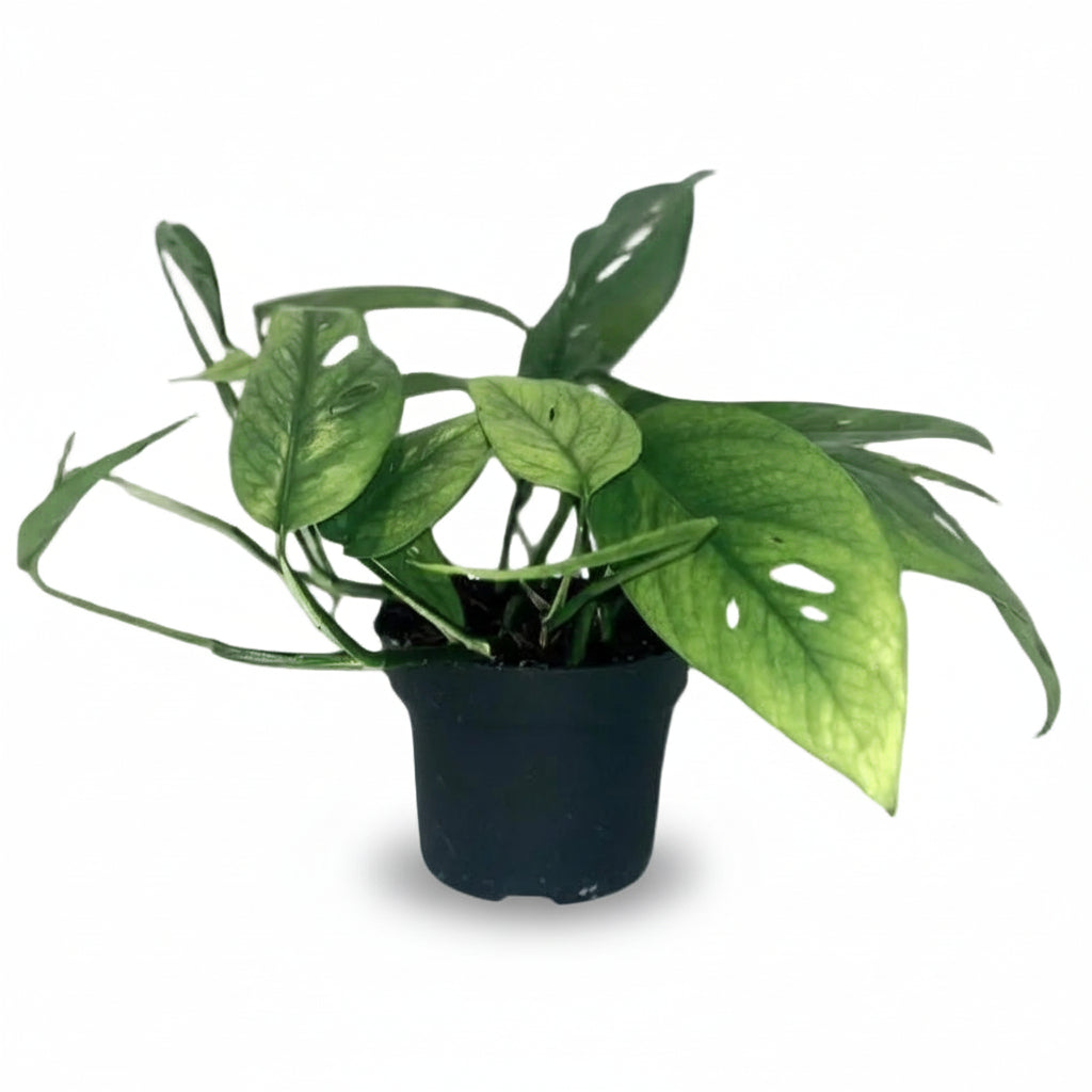 Epipremnum Pinnatum Cebu Blue — Pothos Cebu Blue - Verdeia - 4