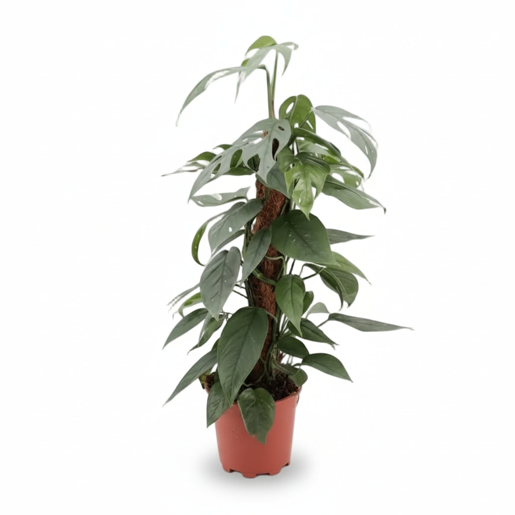 Epipremnum Pinnatum Cebu Blue — Pothos Cebu Blue - Verdeia - 1