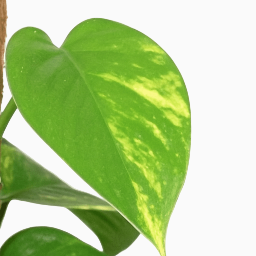 Epipremnum pinnatum – Scindapsus sobre tutor de molsa - Verdeia - 2