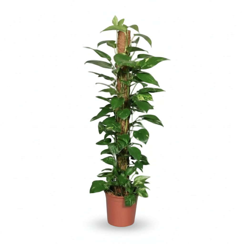 Epipremnum pinnatum – Scindapsus en tutor de musgo - Verdeia - 5