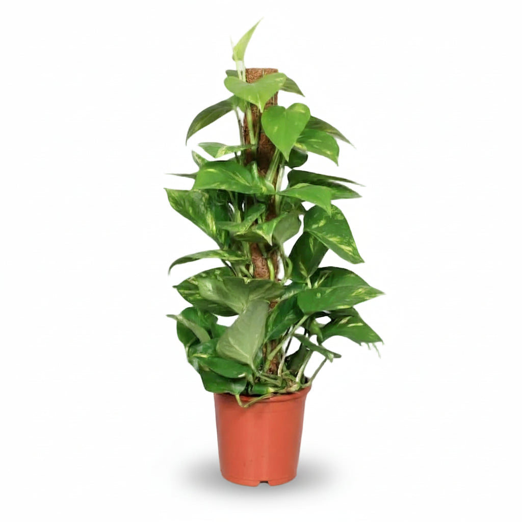 Epipremnum pinnatum – Scindapsus en tutor de musgo - Verdeia - 4