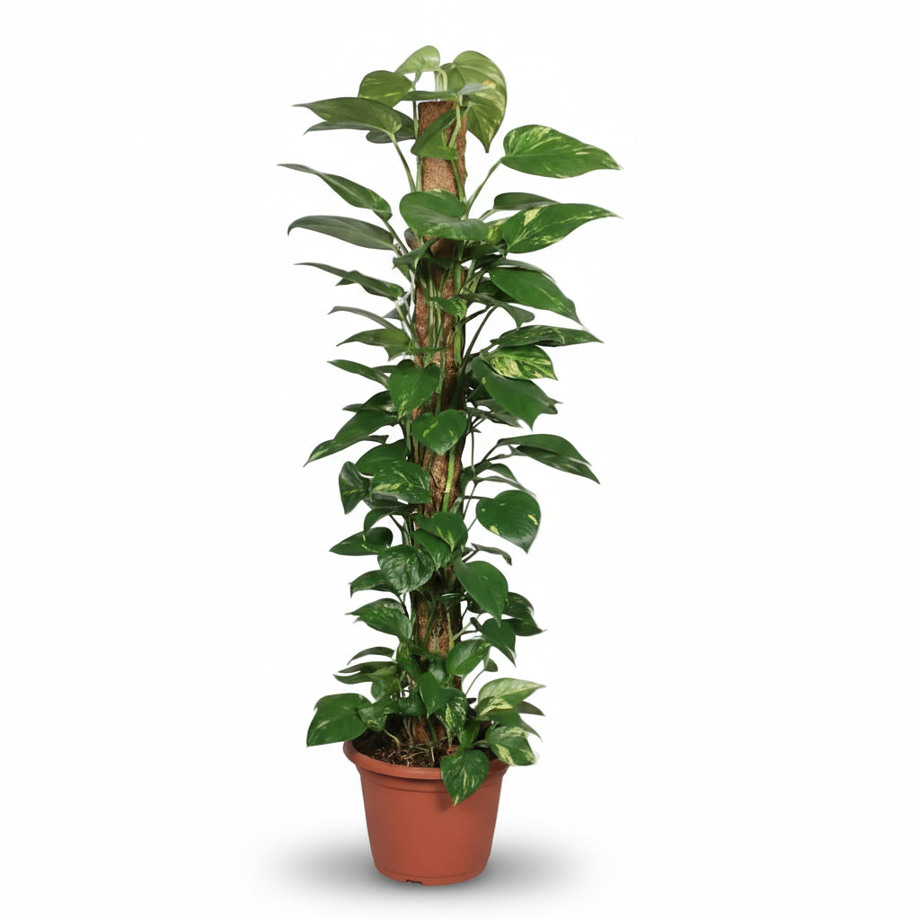 Epipremnum pinnatum – Scindapsus en tutor de musgo - Verdeia - 6