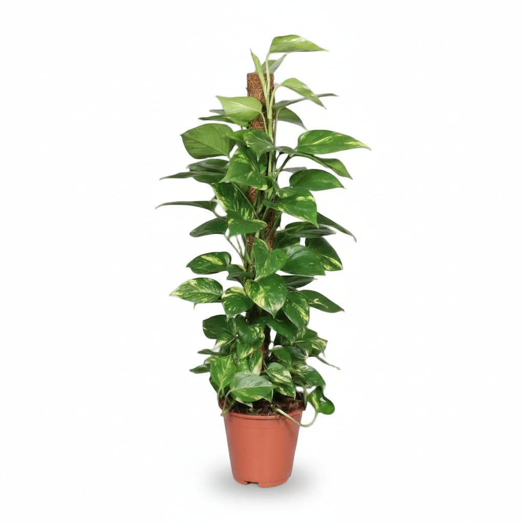 Epipremnum pinnatum – Scindapsus en tutor de musgo - Verdeia - 1