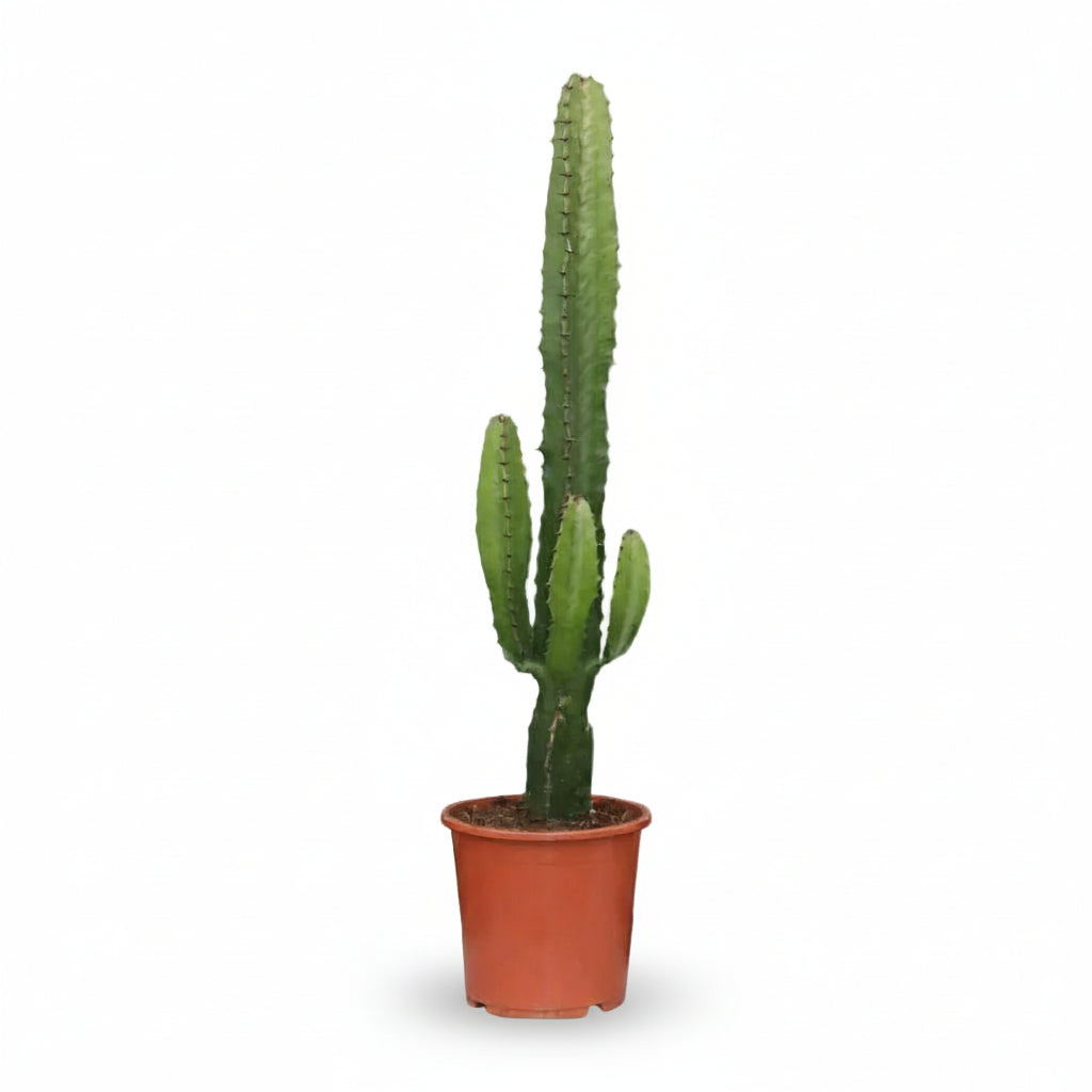Euphorbia acrurensis – Cactus Vaquero / Euphorbia de África - Verdeia - 1