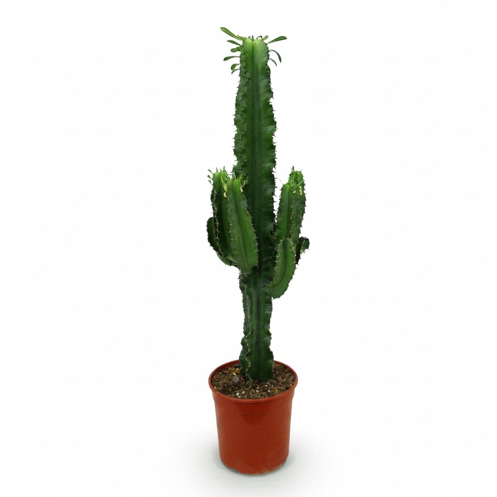 Euphorbia acrurensis (kaktus kowbojski) - Verdeia - 8