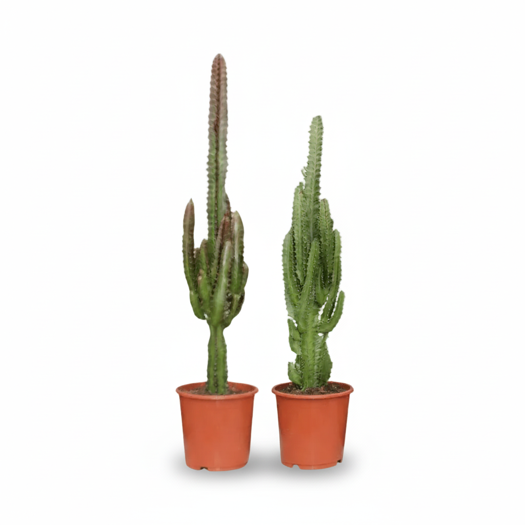 Euphorbia rød og grøn — Sæt med 2 - Verdeia - 1
