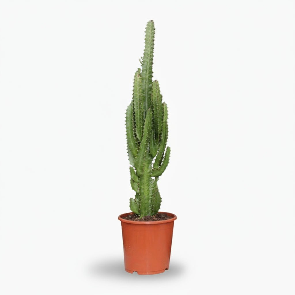 Euphorbia trigona — Árbol candelabro - Ø17 x H70 cm - Verdeia - 1