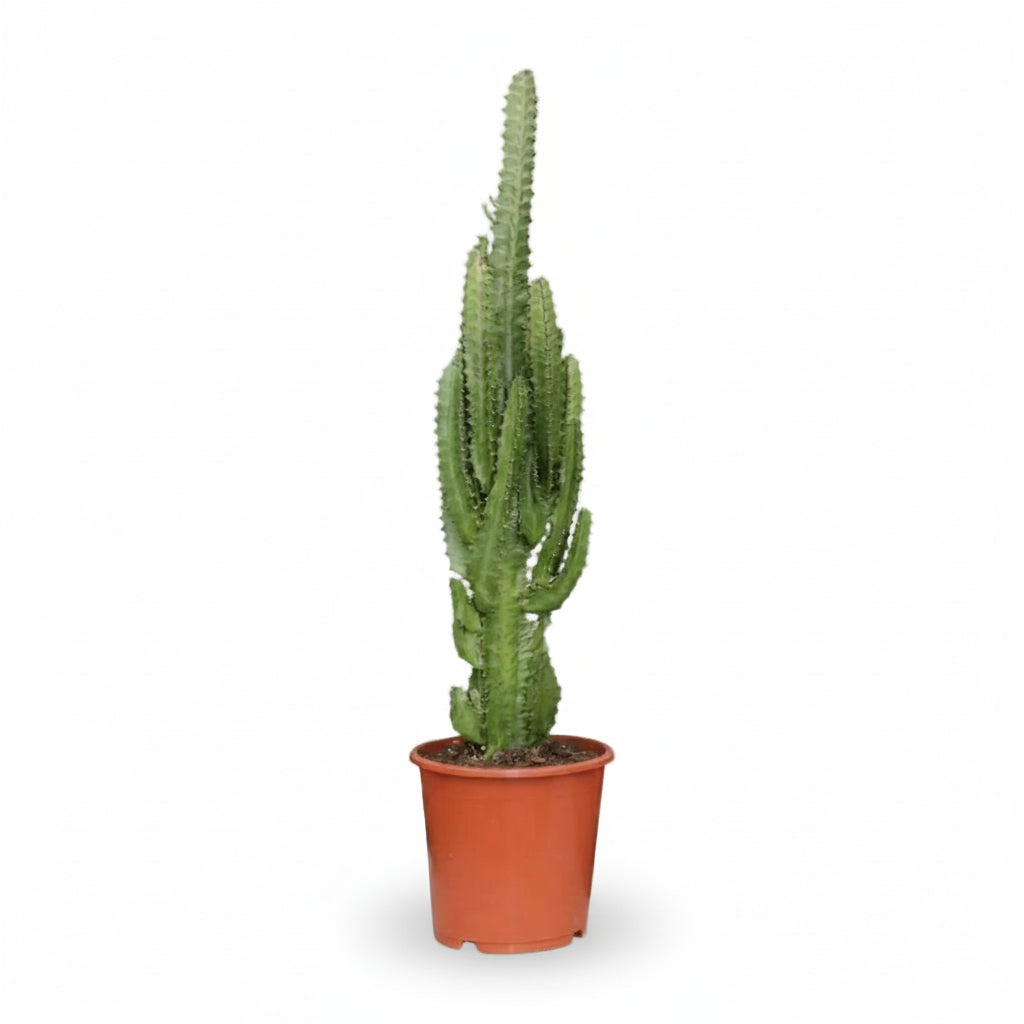 Euphorbia trigona — Kandelábrový strom - Ø17 x V70 cm - Verdeia - 1