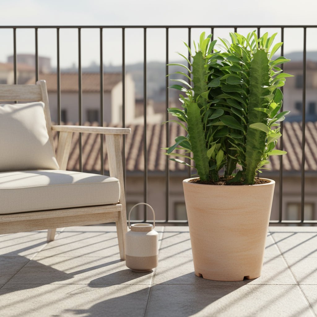Euphorbia trigona — Ø12 cm — H40 cm - Verdeia - 4