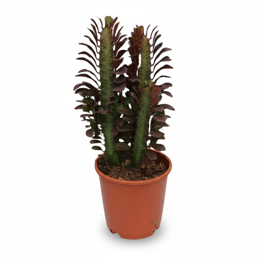 Euphorbia trigona ‘Rubra’ — Ø12 cm — H40 cm - Verdeia - 1