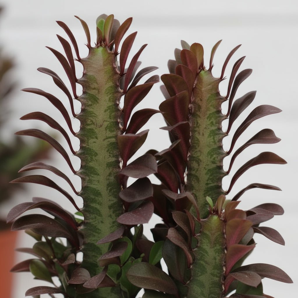 Euphorbia trigona ‘Rubra’ — Ø12 cm — H40 cm - Verdeia - 2