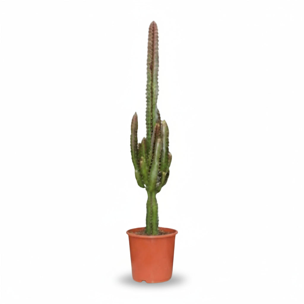 Euphorbia trigona ‘Rubra’ — Ø17 cm — H70 cm - Verdeia - 1
