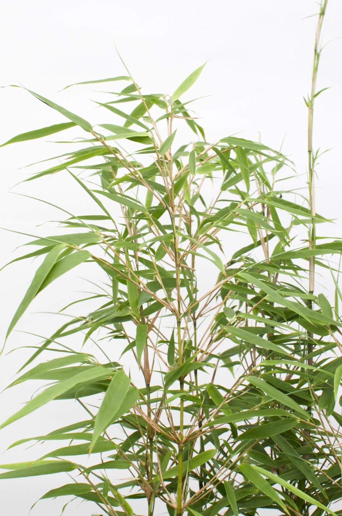 Fargesia Rufa — Bambú paraigua no invasiu - Verdeia - 2