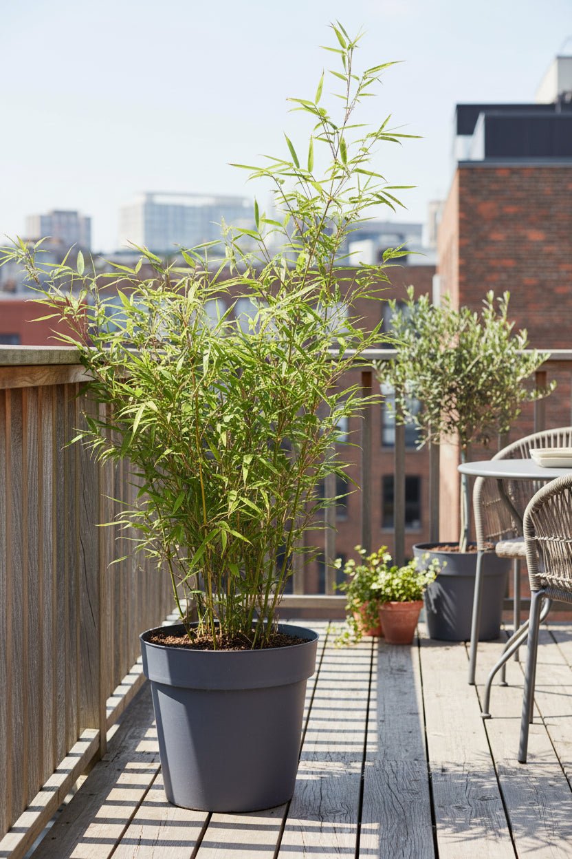 Fargesia Rufa — Bambú paraguas no invasivo - Verdeia - 8