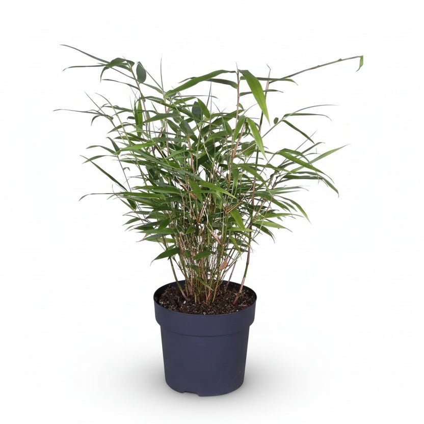Fargesia Rufa — Bambú paraigua no invasiu - Verdeia - 4