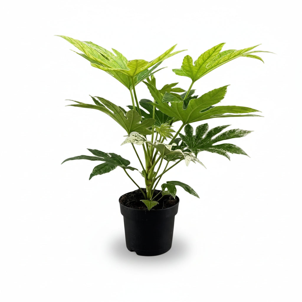 Fatsia Japonica Telaraña — Aralia del Japón panachada — Ø17 cm — H50 cm - Verdeia - 1