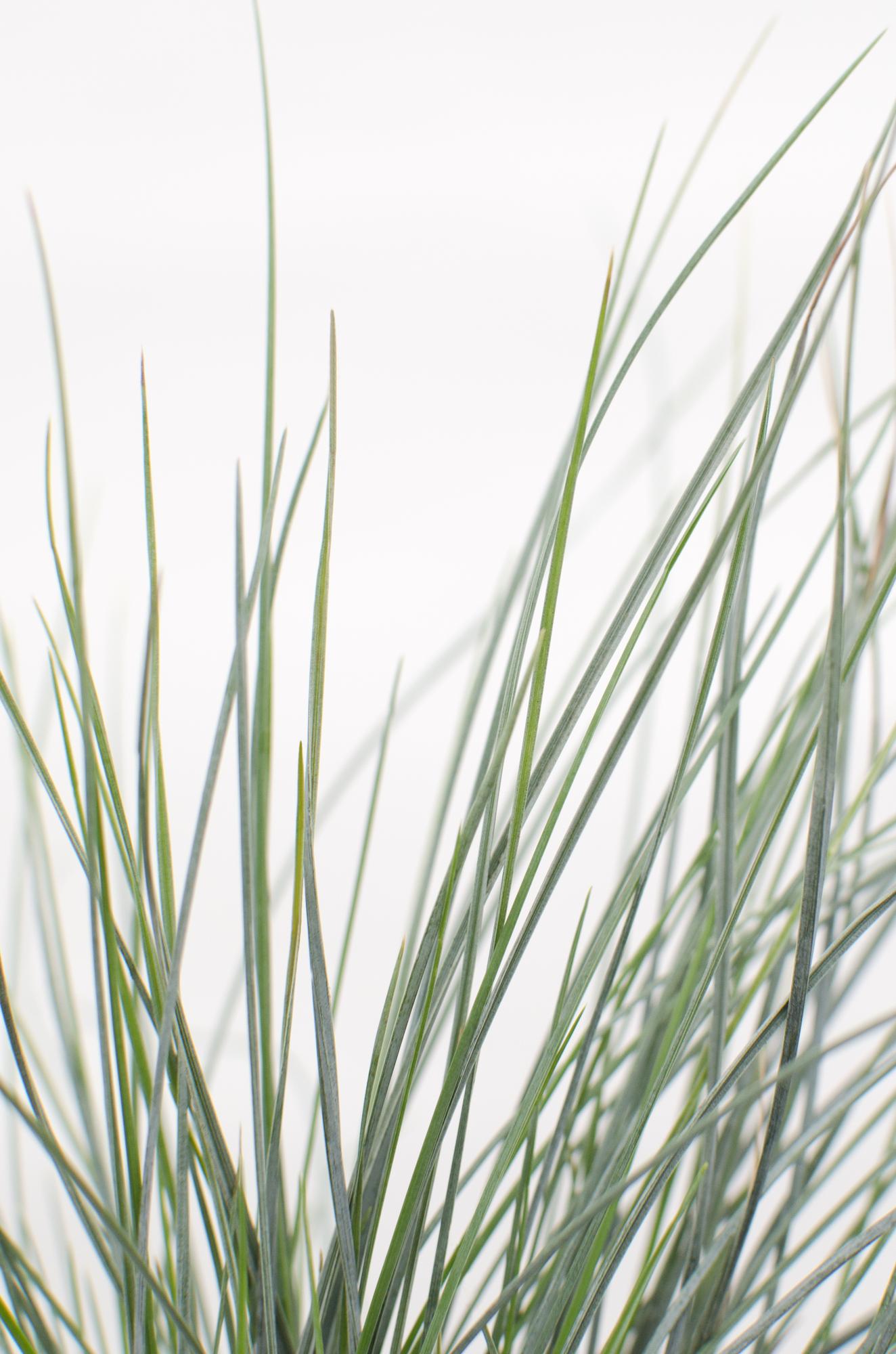 Festuca glauca Azura Blue (Fétuque bleue) - Verdeia - 3