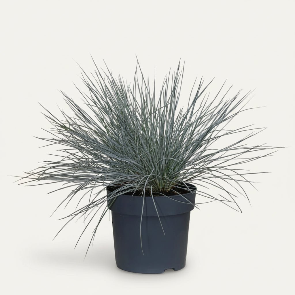 Festuca glauca Azura Blue (Blå fjergræs) - Verdeia - 1