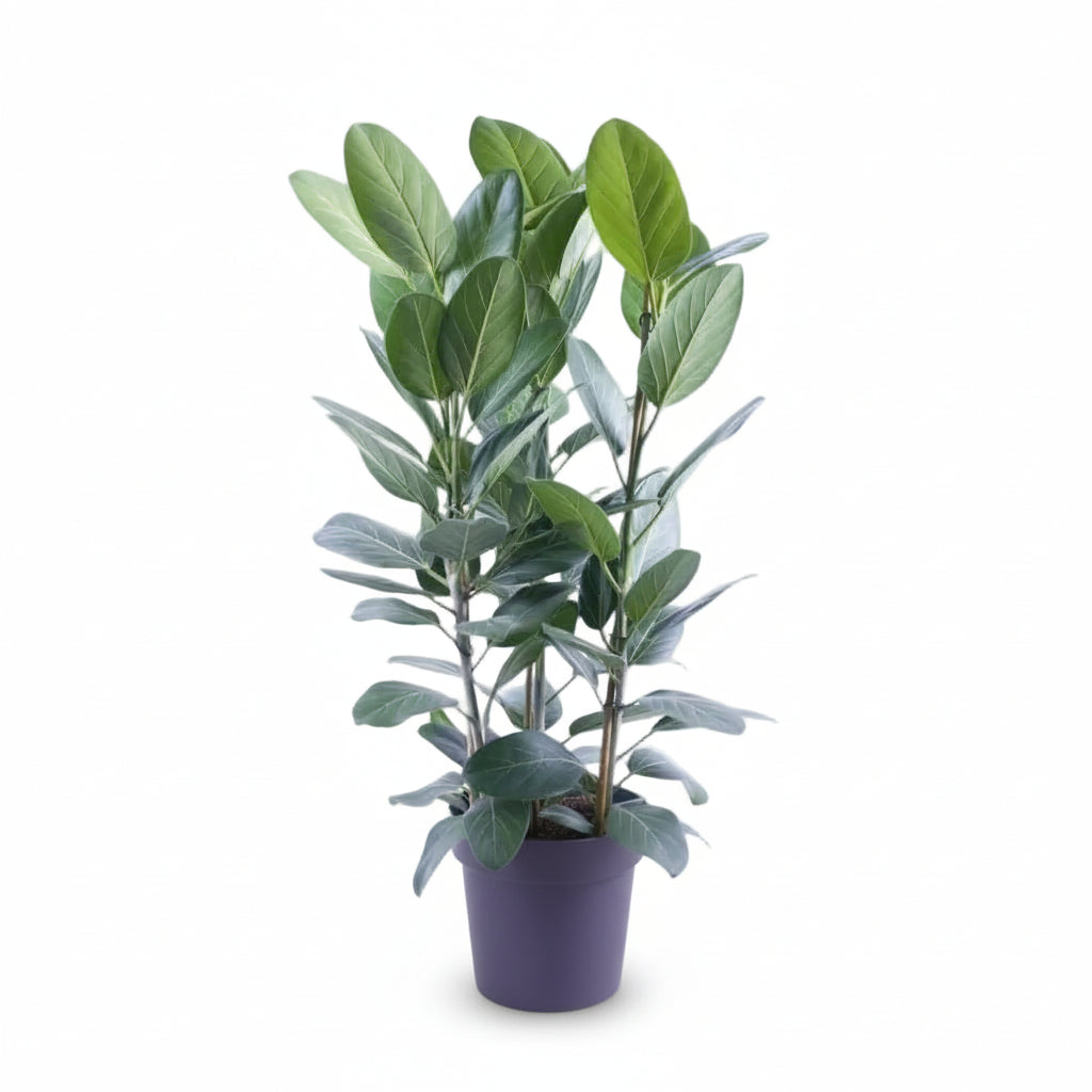Ficus Audrey – 3 stems – Ø27 cm – H105 cm - Verdeia - 1