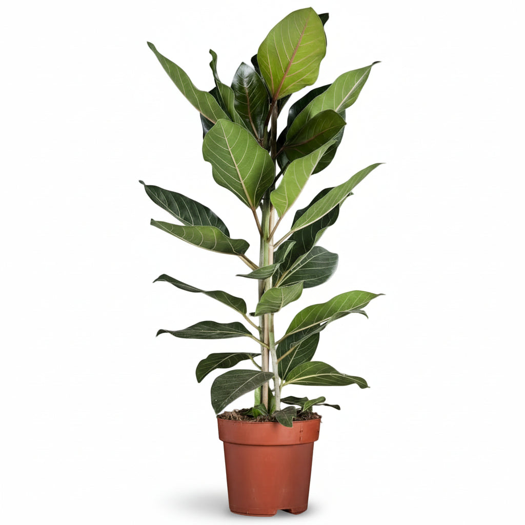 Ficus Benghalensis ‘Joy’ 21 x 90 cm - Verdeia - 1