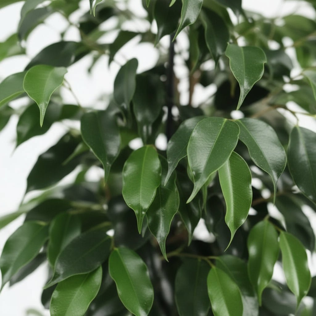 Ficus Benjamina Danielle — Ø21 cm — H95 cm - Verdeia - 2