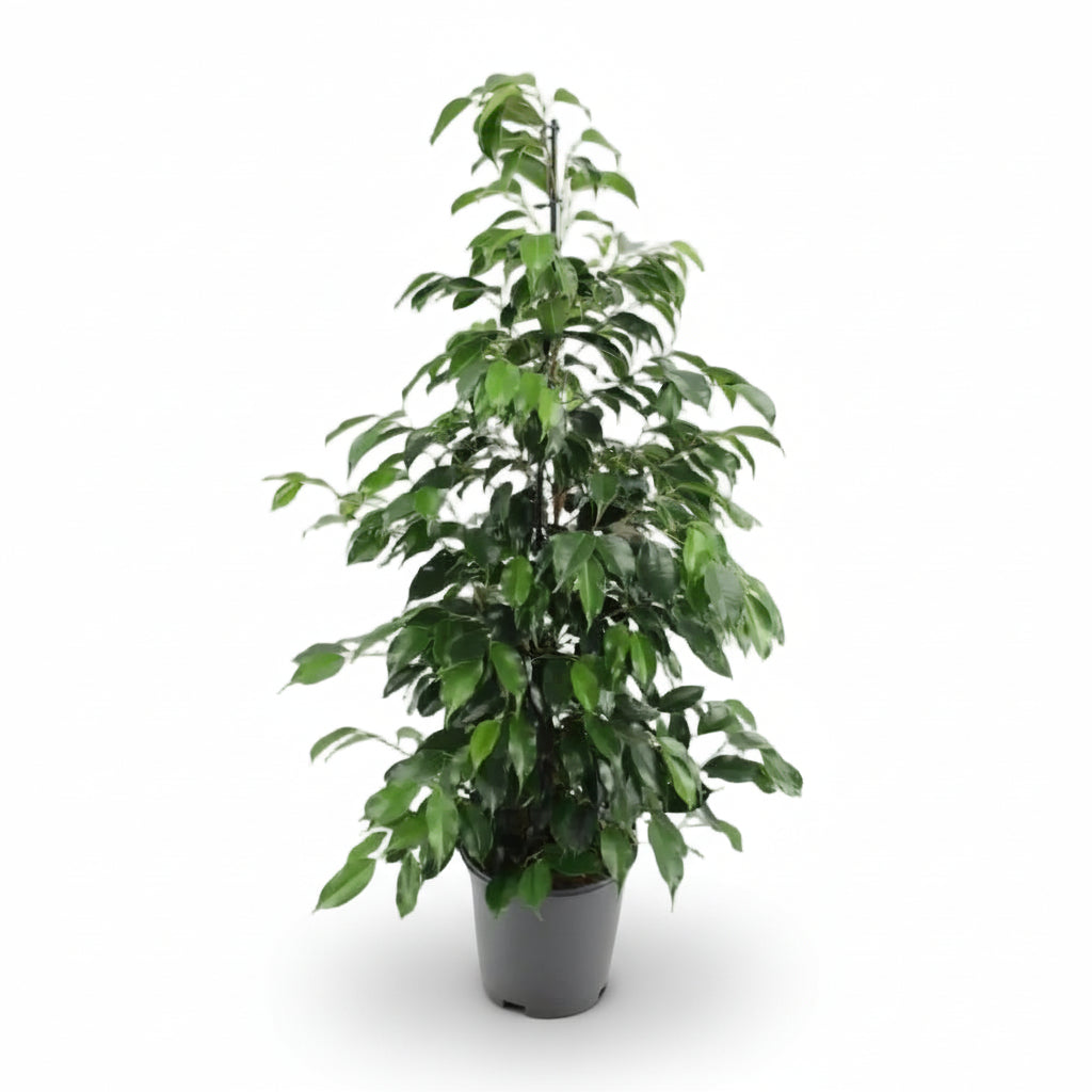 Ficus Benjamina Danielle — Ø21 cm — H95 cm - Verdeia - 1
