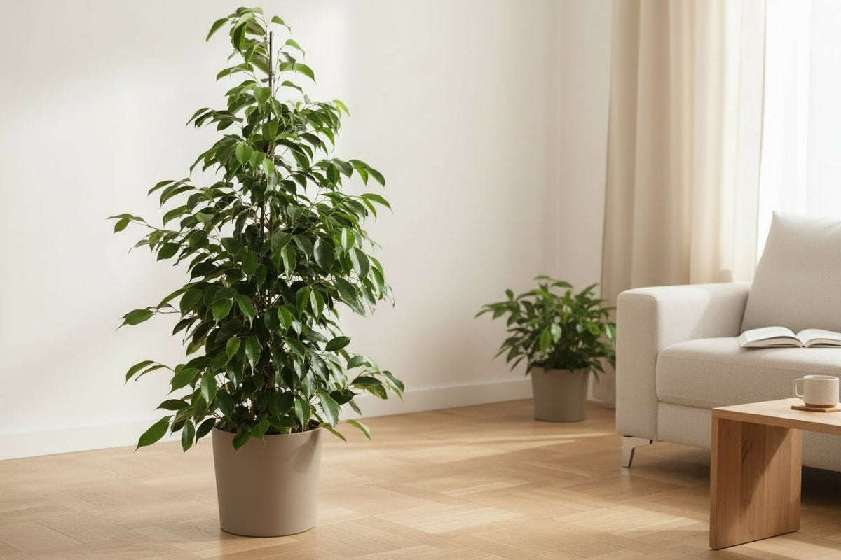 Ficus Benjamina Danielle — Ø21 cm — H95 cm - Verdeia - 4