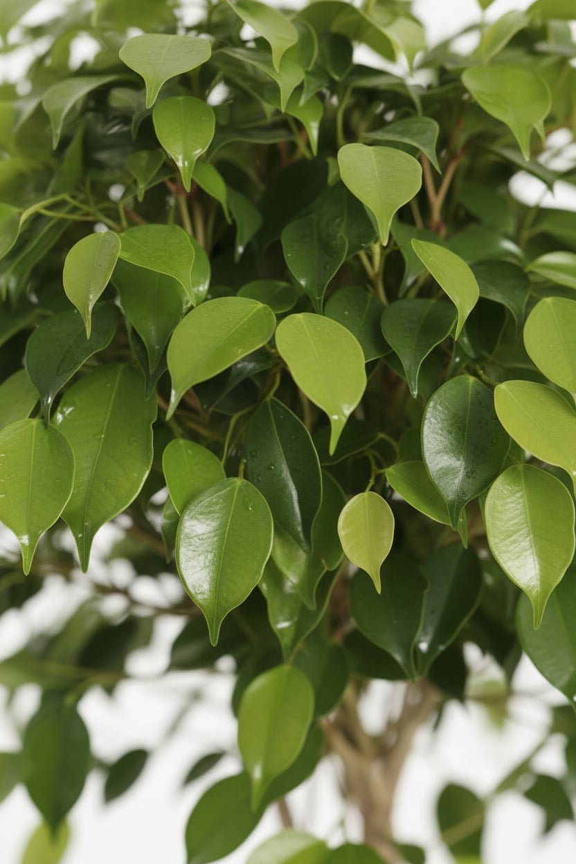 Ficus Benjamina Exótica (Ficus llorón) — H120 cm | Maceta Ø27 cm - Verdeia - 2