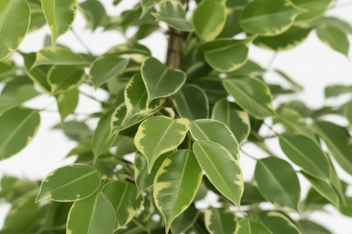 Ficus Benjamina Goldenking – Ø21 cm – H95 cm - Verdeia - 2