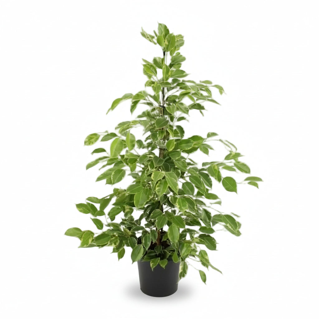 Ficus Benjamina Goldenking – Ø21 cm – H95 cm - Verdeia - 1
