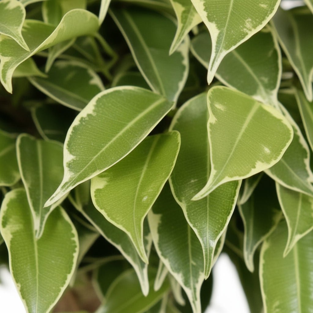 Ficus benjamina ‘Kinky’ — Ø12 cm — H28 cm - Verdeia - 2