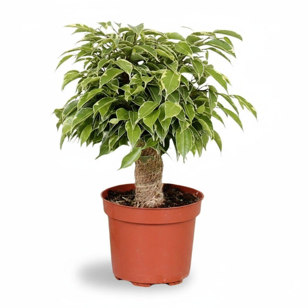 Ficus benjamina ‘Kinky’ — Ø12 cm — H28 cm - Verdeia - 1