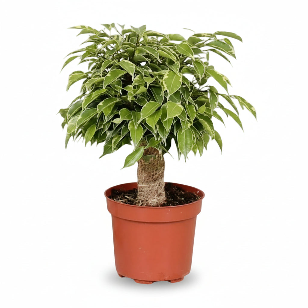 Ficus benjamina ‘Kinky’ — Ø12 cm — H28 cm - Verdeia - 1