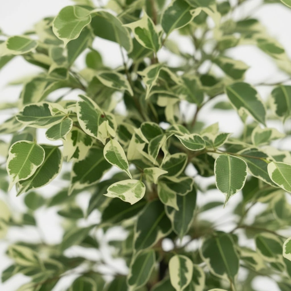 Ficus Benjamina Twilight – Ø21 cm – H95 cm - Verdeia - 2