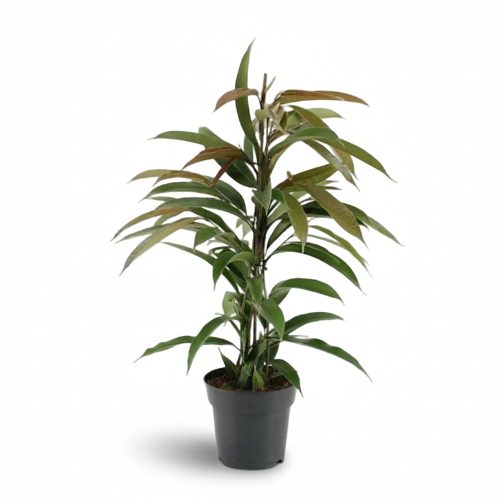 Ficus Binnendijkii Amstel King – Ø17 cm – H70 cm - Verdeia - 1