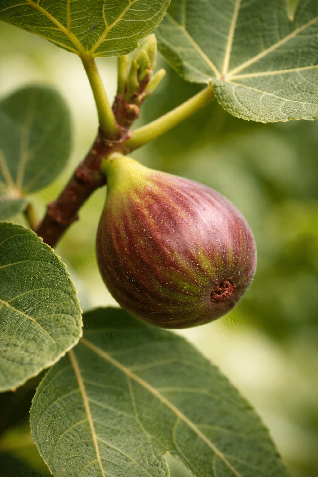 Primer plano de los frutos y hojas de la higuera Ficus carica Bornholm