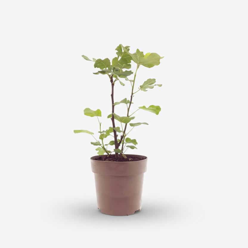 Brown Turkey Ficus carica fig tree in its growing pot on a white background