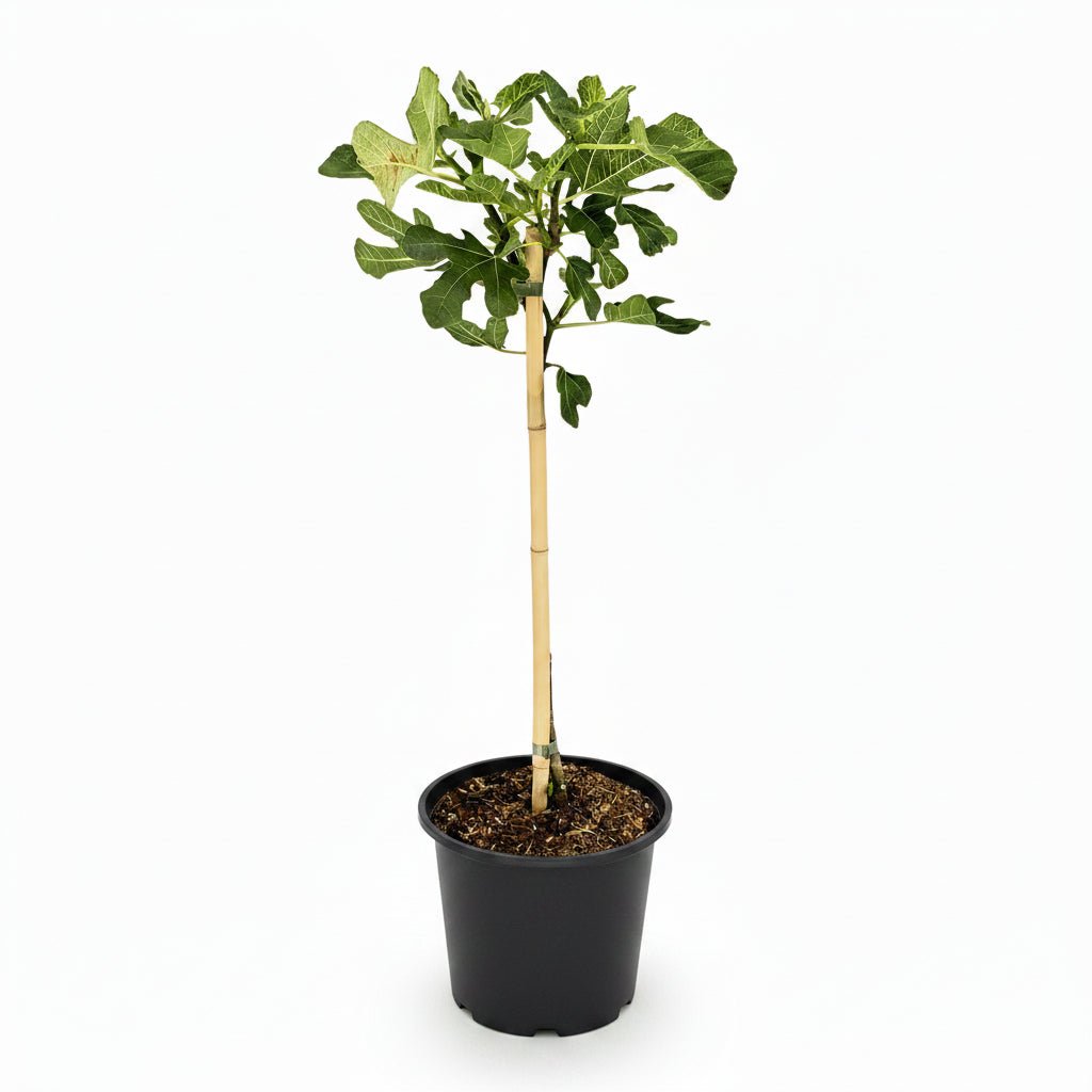 Ficus carica &