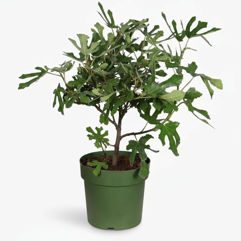 Ficus carica ‘Little Miss Figgy’ Bio - Figuier nain - 23 x 50 cm - Verdeia