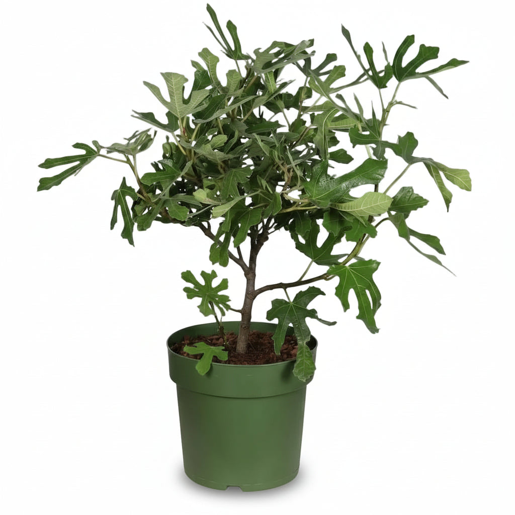Ficus carica ‘Little Miss Figgy’ Økologisk - Dværgfigen - 23 x 50 cm - Verdeia - 1