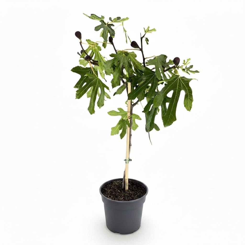 Ficus carica &