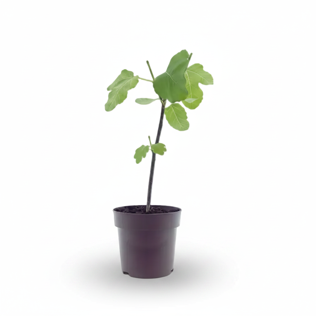Lille figentræ Ficus carica Panaché i sin sorte dyrkningspotte på hvid baggrund