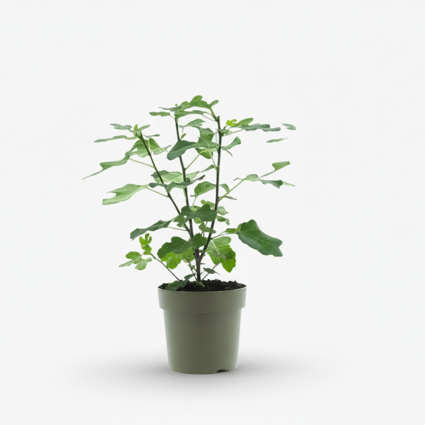 Ficus carica Precose De Dalmatie i sin dyrkningspotte på hvid baggrund