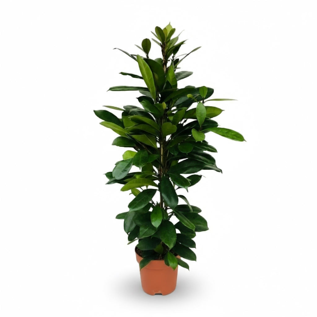 Ficus cyathistipula – Afrykański figowiec do wnętrz - Verdeia - 4