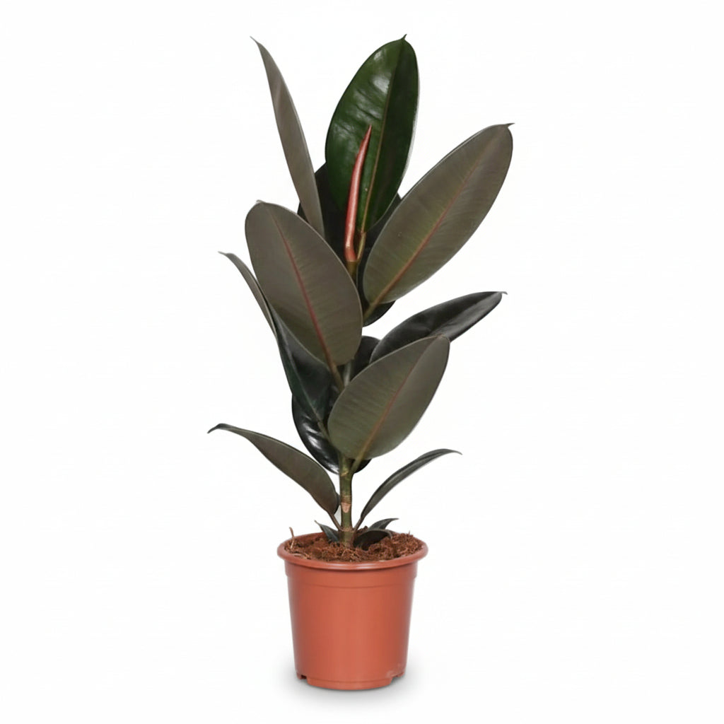 Ficus Elàstica Abidjan - 17 x 60 cm - Verdeia - 1