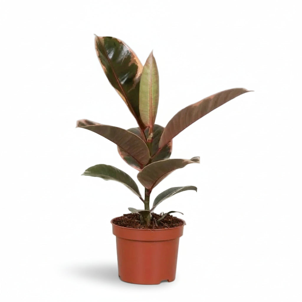 Ficus Elastica Belize – Variegated Rubber Plant - Verdeia - 1