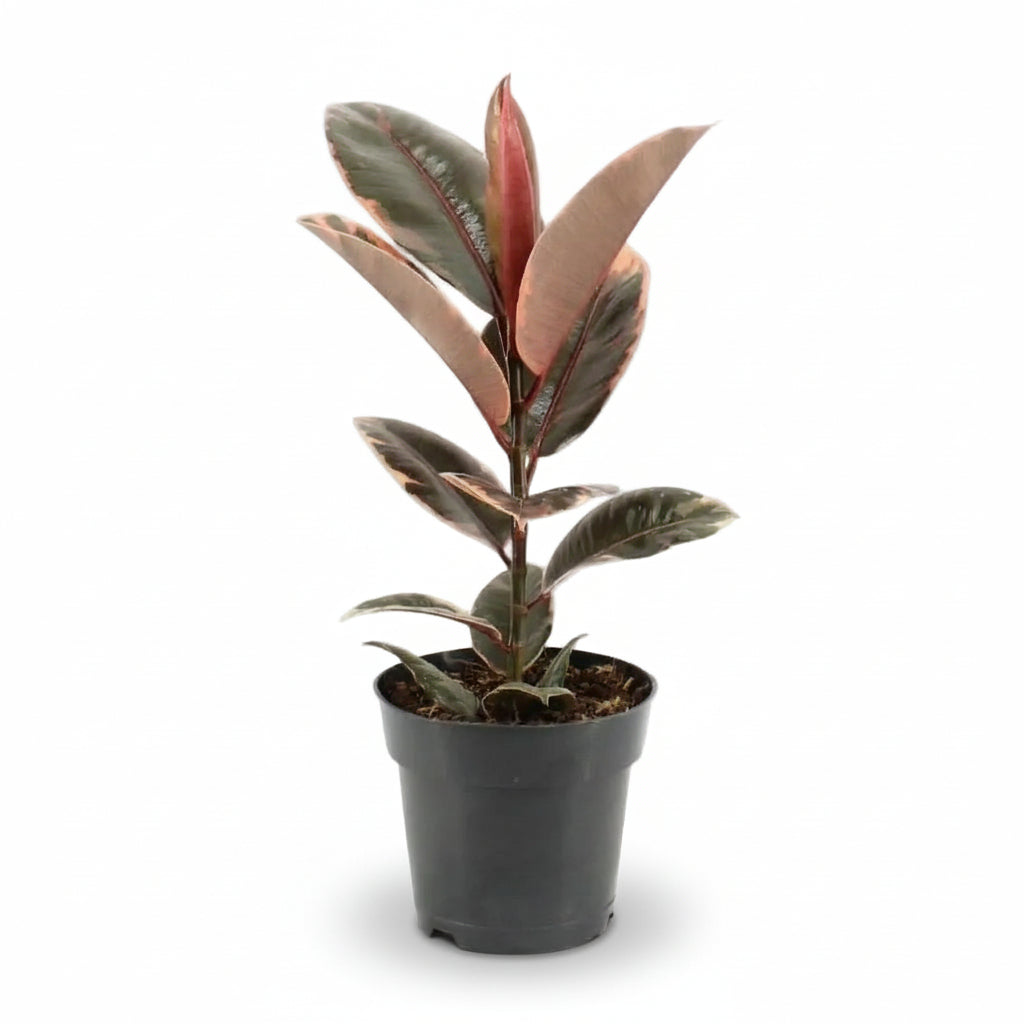 Ficus Elastica Belize – Variegated Rubber Plant - Verdeia - 6