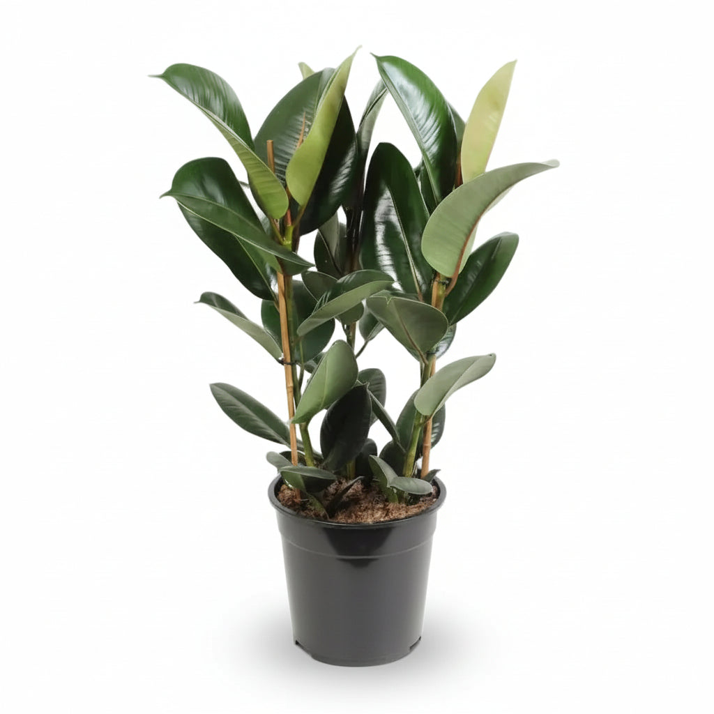 Ficus Elastica Robusta – Planta de caucho - Verdeia - 7