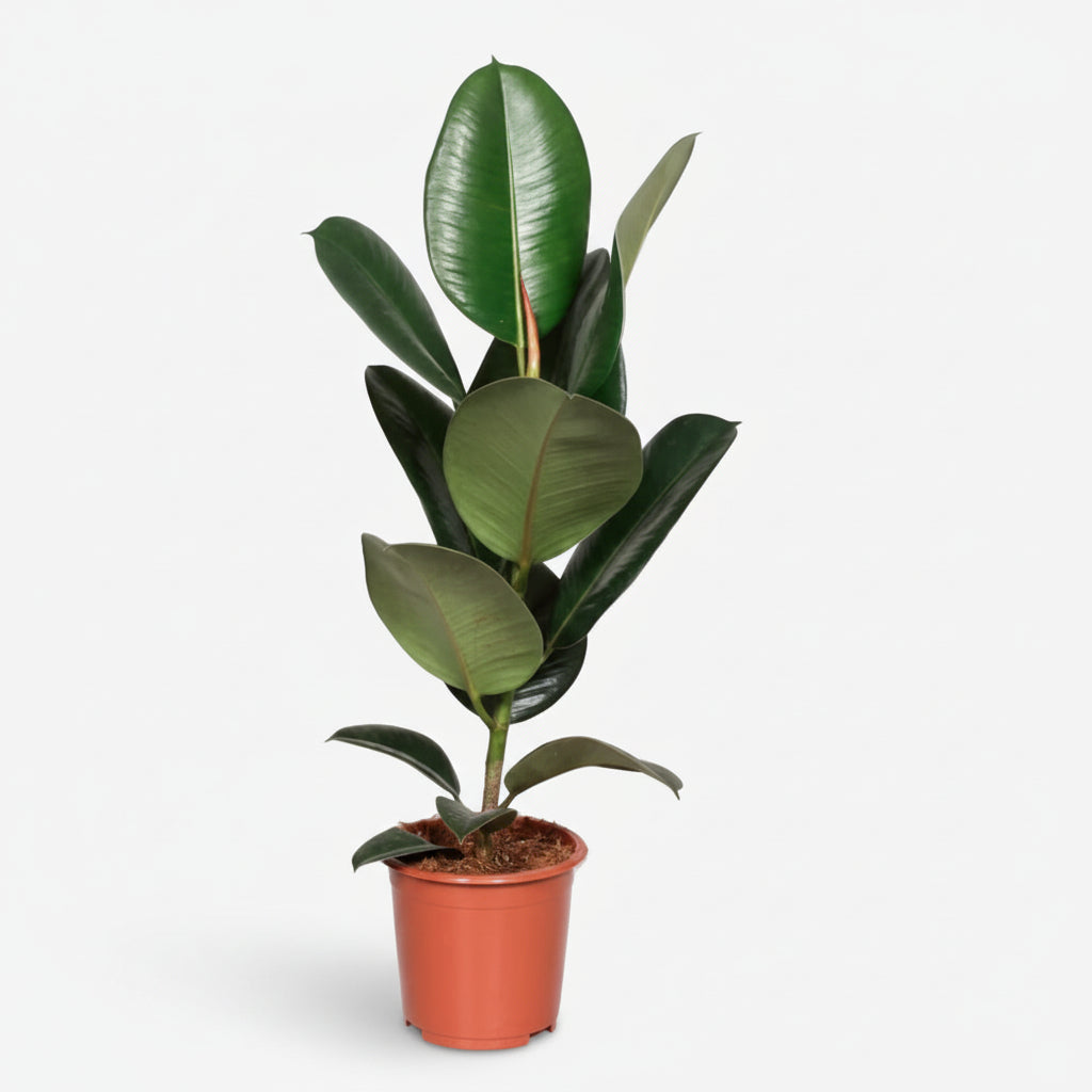 Ficus Elastica Robusta – Planta de cautxú - Verdeia - 1