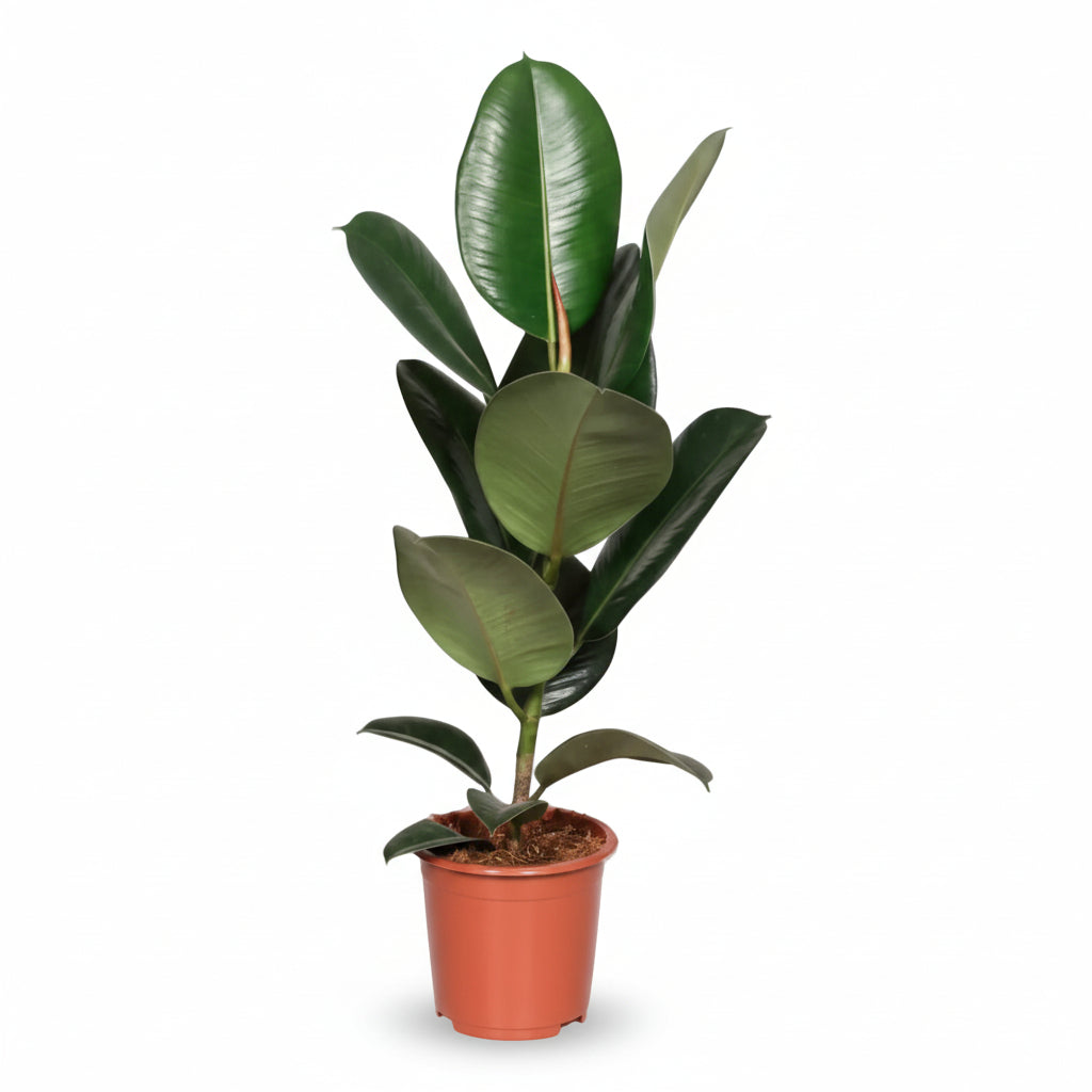 Ficus Elastica Robusta – Planta de caucho - Verdeia - 1